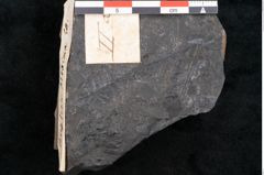 Foto (Detailansicht) von Pecopteris proxima Ettingshausen (NHMW-GEO-2024-0188-10282)